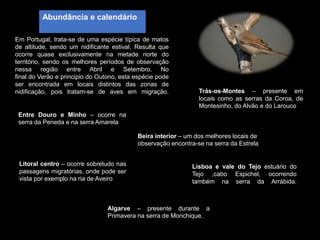 Em Portugal, trata-se de uma espécie típica de matos
de altitude, sendo um nidificante estival. Resulta que
ocorre quase exclusivamente na metade norte do
território, sendo os melhores períodos de observação
nessa região entre Abril e Setembro. No
final do Verão e principio do Outono, esta espécie pode
ser encontrada em locais distintos das zonas de
nidificação, pois tratam-se de aves em migração.
Entre Douro e Minho – ocorre na
serra da Peneda e na serra Amarela
Trás-os-Montes – presente em
locais como as serras da Coroa, de
Montesinho, do Alvão e do Larouco
Litoral centro – ocorre sobretudo nas
passagens migratórias, onde pode ser
vista por exemplo na ria de Aveiro
Beira interior – um dos melhores locais de
observação encontra-se na serra da Estrela
Lisboa e vale do Tejo estuário do
Tejo ,cabo Espichel, ocorrendo
também na serra da Arrábida.
Algarve – presente durante a
Primavera na serra de Monchique.
Abundância e calendário
 