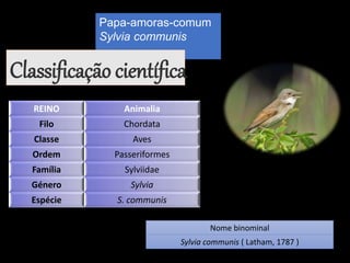 Papa-amoras-comum
Sylvia communis
Classificação científica
REINO Animalia
Filo Chordata
Classe Aves
Ordem Passeriformes
Família Sylviidae
Género Sylvia
Espécie S. communis
Nome binominal
Sylvia communis ( Latham, 1787 )
 