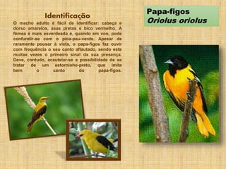 Papa-figos
Oriolus oriolus
Identificação
O macho adulto é fácil de identificar: cabeça e
dorso amarelos, asas pretas e bico vermelho. A
fêmea é mais esverdeada e, quando em voo, pode
confundir-se com o pica-pau-verde. Apesar de
raramente pousar à vista, o papa-figos faz ouvir
com frequência o seu canto aflautado, sendo este
muitas vezes o primeiro sinal da sua presença.
Deve, contudo, acautelar-se a possibilidade de se
tratar de um estorninho-preto, que imita
bem o canto do papa-figos.
 