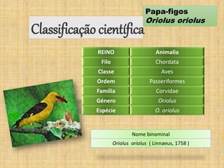 Papa-figos
Oriolus oriolus
Classificação científica
REINO Animalia
Filo Chordata
Classe Aves
Ordem Passeriformes
Família Corvidae
Género Oriolus
Espécie O. oriolus
Nome binominal
Oriolus oriolus ( Linnaeus, 1758 )
 