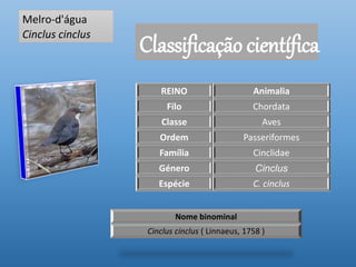 Melro-d'água
Cinclus cinclus
Classificação científica
REINO Animalia
Filo Chordata
Classe Aves
Ordem Passeriformes
Família Cinclidae
Género Cinclus
Espécie C. cinclus
Nome binominal
Cinclus cinclus ( Linnaeus, 1758 )
 