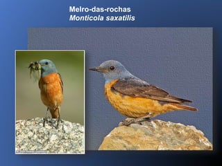 Melro-das-rochas
Monticola saxatilis
 