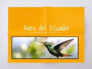 Aves del Ecuador
 
