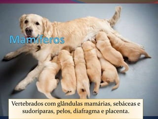 Vertebrados com glândulas mamárias, sebáceas e
sudoríparas, pelos, diafragma e placenta.
 