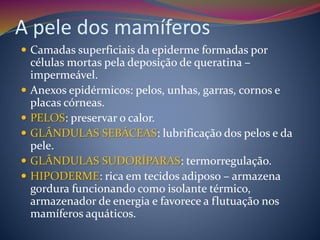 A pele dos mamíferos
 Camadas superficiais da epiderme formadas por
células mortas pela deposição de queratina –
impermeável.
 Anexos epidérmicos: pelos, unhas, garras, cornos e
placas córneas.
 PELOS: preservar o calor.
 GLÂNDULAS SEBÁCEAS: lubrificação dos pelos e da
pele.
 GLÂNDULAS SUDORÍPARAS: termorregulação.
 HIPODERME: rica em tecidos adiposo – armazena
gordura funcionando como isolante térmico,
armazenador de energia e favorece a flutuação nos
mamíferos aquáticos.
 