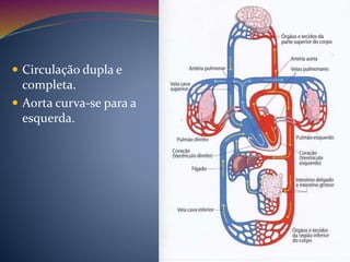  Circulação dupla e
completa.
 Aorta curva-se para a
esquerda.
 