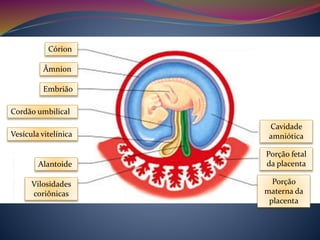 Córion
Âmnion
Embrião
Cordão umbilical
Alantoide
Vesícula vitelínica
Vilosidades
coriônicas
Cavidade
amniótica
Porção fetal
da placenta
Porção
materna da
placenta
 
