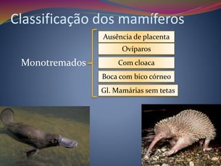 Classificação dos mamíferos
Monotremados
Ausência de placenta
Ovíparos
Com cloaca
Boca com bico córneo
Gl. Mamárias sem tetas
 