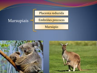 Marsupiais
Placenta reduzida
Embriões precoces
Marsúpio
 