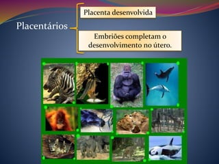 Placentários
Placenta desenvolvida
Embriões completam o
desenvolvimento no útero.
 