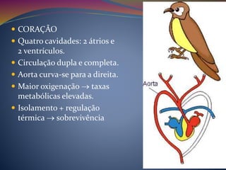  CORAÇÃO
 Quatro cavidades: 2 átrios e
2 ventrículos.
 Circulação dupla e completa.
 Aorta curva-se para a direita.
 Maior oxigenação  taxas
metabólicas elevadas.
 Isolamento + regulação
térmica  sobrevivência
 