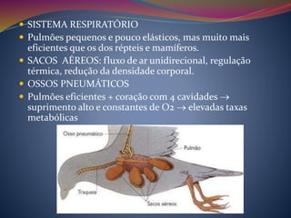  SISTEMA RESPIRATÓRIO
 Pulmões pequenos e pouco elásticos, mas muito mais
eficientes que os dos répteis e mamíferos.
 SACOS AÉREOS: fluxo de ar unidirecional, regulação
térmica, redução da densidade corporal.
 OSSOS PNEUMÁTICOS
 Pulmões eficientes + coração com 4 cavidades 
suprimento alto e constantes de O2  elevadas taxas
metabólicas
 