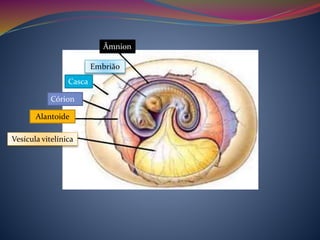 Embrião
Âmnion
Casca
Córion
Alantoide
Vesícula vitelínica
 