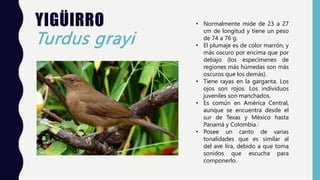 YIGÜIRRO
Turdus grayi
• Normalmente mide de 23 a 27
cm de longitud y tiene un peso
de 74 a 76 g.
• El plumaje es de color marrón, y
más oscuro por encima que por
debajo (los especímenes de
regiones más húmedas son más
oscuros que los demás).
• Tiene rayas en la garganta. Los
ojos son rojos. Los individuos
juveniles son manchados.
• Es común en América Central,
aunque se encuentra desde el
sur de Texas y México hasta
Panamá y Colombia.1
• Posee un canto de varias
tonalidades que es similar al
del ave lira, debido a que toma
sonidos que escucha para
componerlo.
 