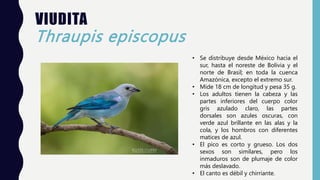 VIUDITA
Thraupis episcopus
• Se distribuye desde México hacia el
sur, hasta el noreste de Bolivia y el
norte de Brasil; en toda la cuenca
Amazónica, excepto el extremo sur.
• Mide 18 cm de longitud y pesa 35 g.
• Los adultos tienen la cabeza y las
partes inferiores del cuerpo color
gris azulado claro, las partes
dorsales son azules oscuras, con
verde azul brillante en las alas y la
cola, y los hombros con diferentes
matices de azul.
• El pico es corto y grueso. Los dos
sexos son similares, pero los
inmaduros son de plumaje de color
más deslavado.
• El canto es débil y chirriante.
 