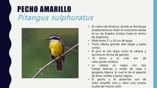 PECHO AMARILLO
Pitangus sulphuratus
• Es nativo de América, donde se distribuye
ampliamente en todo el continente desde
el sur de Estados Unidos hasta el centro
de Argentina.
• Mide entre 21 y 26 cm de largo.
• Tiene cabeza grande, alas largas y patas
cortas.
• El pico es tan largo como la cabeza y
termina en forma de gancho.
• El lomo y la cola son de
color pardo verdoso.
• La cabeza es negra con dos
franjas blancas a modo de cejas y
garganta blanca, lo cual le da el aspecto
de tener antifaz y boina negros.
• El pecho y el abdomen son de
color amarillo vivo y tiene una corona
oculta del mismo color.
 