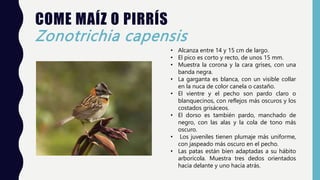 COME MAÍZ O PIRRÍS
Zonotrichia capensis
• Alcanza entre 14 y 15 cm de largo.
• El pico es corto y recto, de unos 15 mm.
• Muestra la corona y la cara grises, con una
banda negra.
• La garganta es blanca, con un visible collar
en la nuca de color canela o castaño.
• El vientre y el pecho son pardo claro o
blanquecinos, con reflejos más oscuros y los
costados grisáceos.
• El dorso es también pardo, manchado de
negro, con las alas y la cola de tono más
oscuro.
• Los juveniles tienen plumaje más uniforme,
con jaspeado más oscuro en el pecho.
• Las patas están bien adaptadas a su hábito
arborícola. Muestra tres dedos orientados
hacia delante y uno hacia atrás.
 
