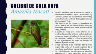 COLIBRÍ DE COLA RUFA
Amazilia tzacatl • Tamaño mediano que se encuentra desde el
centro-este de México hasta Centroamérica y
Colombia, al este del occidente de Venezuela y
hacia el sur del occidente de Ecuador cerca de
la frontera con Perú.
• Esta especie es de común a abundante en
campo abierto, en las riberas de ríos, bosques,
matorrales, a orillas de la selva, plantaciones de
café y jardines
• El cuello es verde (con borde blanco en la
hembra), la coronilla, el lomo y el costado son
verdes con toques dorados, el vientre tiene un
color grisáceo pálido, el orificio trasero rufa y
la cola ligeramente en forma de tenedor es
rufa con la punta oscura.
• El pico casi recto es de color rojo con la punta
negra; más ancha en la parte superior de la
mandíbula, que lo haría parecer toda negra
• Los colibrís jóvenes son virtualmente idénticos
 