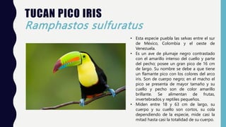 TUCAN PICO IRIS
Ramphastos sulfuratus
• Esta especie puebla las selvas entre el sur
de México, Colombia y el oeste de
Venezuela.
• Es un ave de plumaje negro contrastado
con el amarillo intenso del cuello y parte
del pecho; posee un gran pico de 16 cm
de largo. Su nombre se debe a que tiene
un flamante pico con los colores del arco
iris. Son de cuerpo negro; en el macho el
pico se presenta de mayor tamaño y su
cuello y pecho son de color amarillo
brillante. Se alimentan de frutas,
invertebrados y reptiles pequeños.
• Miden entre 18 y 63 cm de largo, su
cuerpo y su cuello son cortos, su cola
dependiendo de la especie, mide casi la
mitad hasta casi la totalidad de su cuerpo.
 