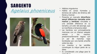 SARGENTO
Agelaius phoeniceus
• Hábitos migratorios
• Habita en zonas húmedas y
terrenos de cultivo de América del
Norte y Central.
• Presenta un marcado dimorfismo
sexual (diferencias marcadas entre
machos y hembras) vinculado a
una sensible diferencia en su
tamaño y al color del plumaje, que
se manifiesta a temprana edad.
• Las hembras son principalmente
marrones con un intenso veteado
ventral y los machos,
predominantemente negros con
un par de manchas rojas
bordeadas por una banda amarilla
sobre las alas.
• ​Los insectos y las semillas
constituyen la mayor parte de su
dieta.
• Es considerado una plaga para la
 