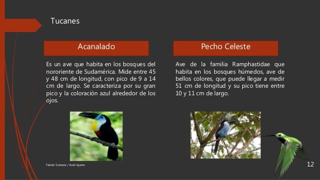 Aves Endemicas Del Ecuador