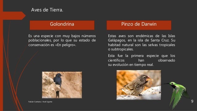 Aves Endemicas Del Ecuador