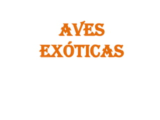 Aves
exóticas
 