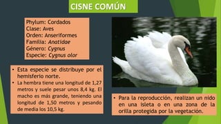 Phylum: Cordados
Clase: Aves
Orden: Anseriformes
Familia: Anatidae
Género: Cygnus
Especie: Cygnus olor
CISNE COMÚN
• Esta especie se distribuye por el
hemisferio norte.
• La hembra tiene una longitud de 1,27
metros y suele pesar unos 8,4 kg. El
macho es más grande, teniendo una
longitud de 1,50 metros y pesando
de media los 10,5 kg.
• Para la reproducción, realizan un nido
en una isleta o en una zona de la
orilla protegida por la vegetación.
 