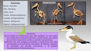 Taxonomía
Reino: Animalia
Filo: Chordata
Clase: Aves
Orden: Ichthyornithiformes
Familia: Ichthyornithidae
Género: Ichthyornis
Especie: Ichthyornis tener
Evolución
 Los fósiles de Ichthyornis han sido hallados en casi todos
los niveles de la formación Niobrara, desde lechos que datan
del periodo Coniaciense tardío al periodo Campaniense.
 Restos aún más antiguos atribuidos a Ichthyornis han sido
encontrados en la formación Greenhorn de Kansas, datando
de principios del periodo Turoniense, y el periodo
Cenomaniense de Saskatchewan.
Ichthyornis tener
 
