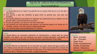 Águila de cabeza blanca(Haliaeetus
leucocephalus)
Caracteristicas:
 La Águila Blanca es un raptor muy grande con un cuerpo café oscuro y con las alas y
cola blanca.
 Sus piernas y pies son amarillos al igual como su grande pico. Sus ojos son
amarillos.
 Las Águilas Blancas que todavía no maduran son marrones de pie a cabeza con las
plumas cafés y plumas blancas en el pecho.
 Su pico es grande y sus ojos son del color café claro.
 Las hembras son más grandes que varones. Las hembras pesan a lo menos de 10-
14 libras, y tienen un 6 a 6½ pies a lo largo de las alas.
 Los varones pesan aproximadamente 8 a 10 libras.
Taxonomía:
• Reino: Animalia
• Filo: Chordata
• Clase: Aves
• Orden: Accipitriformes
• Familia: Accipitridae
• Género: Haliaeetus
• Especie:H. leucocephalus
Hábitat:
La Águila Blanca se encuentra solamente en Norteamérica, y sobre todo en zonas
costeras o los lagos y los ríos interiores que tienen muchos pescados. Las águilas se
pueden encontrar encaramados en arboles grandes especialmente de las orillas.
Alimentación:
as Águilas Blancas se alimentan de los pescados que sacan afuera del agua usando sus
pies. Debajo de los pies de la Águila son garras, y no dejan que el pescado se escape de
los garras. Las Águilas Blancas también se alimentan en los salmones muertos a lo largo
del banco del rio. También comen patos, y pájaros pequeños.
 