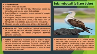  Características:
 Cola en forma de raqueta
 Presentar un anillo de color azul intenso que separa su
coronilla negra con los lados de la cabeza.
 Sus ojos blancos con pupilas negras grandes le otorgan
una mirada intensa.
 Plumaje es completamente blanco, que mantienen los
ejemplares adultos en el tronco, y se mezcla con un
tono pardo en la cabeza, que predomina en sus alas.
 Al nacer, las crías se alimentan a través de las madres
 Alimentación: Tiene una dieta a base de peces entre
los cuales se destacan sardinas, anchoas, caballas y
peces voladores, en menor proporción también
consume calamares.
 Hábitat: El patiazul se encuentra desde el oeste de México
hasta el noroeste de Sudamérica y en las Islas Galápagos.
Son aves marinas que sólo vienen a la orilla a reproducirse.
La mayor población reproductora se encuentra en las Islas
Galápagos y consiste de aproximadamente la mitad de todas
las parejas reproductoras.
 Reproducción: Se ponen de 1 a 3 huevos en una
depresión poco profunda en el suelo desnudo.
Ambos padres se turnan para incubar los huevos,
pero a diferencia de la mayoría de las aves, carece
de un parche de cría, por lo que utilizan sus patas
para mantener sus huevos calientes.
Sula nebouxii (pájaro bobo)
 