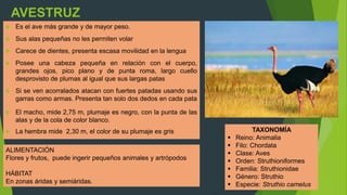 AVESTRUZ
 Es el ave más grande y de mayor peso.
 Sus alas pequeñas no les permiten volar
 Carece de dientes, presenta escasa movilidad en la lengua
 Posee una cabeza pequeña en relación con el cuerpo,
grandes ojos, pico plano y de punta roma, largo cuello
desprovisto de plumas al igual que sus largas patas
 Si se ven acorralados atacan con fuertes patadas usando sus
garras como armas. Presenta tan solo dos dedos en cada pata
 El macho, mide 2,75 m, plumaje es negro, con la punta de las
alas y de la cola de color blanco.
 La hembra mide 2,30 m, el color de su plumaje es gris
ALIMENTACIÓN
Flores y frutos, puede ingerir pequeños animales y artrópodos
HÁBITAT
En zonas áridas y semiáridas.
TAXONOMÍA
 Reino: Animalia
 Filo: Chordata
 Clase: Aves
 Orden: Struthioniformes
 Familia: Struthionidae
 Género: Struthio
 Especie: Struthio camelus
 