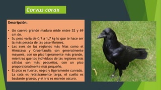 Corvus corax
Descripción:
• Un cuervo grande maduro mide entre 52 y 69
cm de.
• Su peso varía de 0,7 a 1,7 kg lo que le hace ser
la más pesada de las paseriformes.
• Las aves de las regiones más frías como el
Himalaya y Groenlandia son generalmente
mayores, con un pico ligeramente más grande,
mientras que los individuos de las regiones más
cálidas son más pequeños, con un pico
proporcionalmente más pequeño.
• El pico es fuerte, negro y ligeramente curvado.
La cola es relativamente larga, el cuello es
bastante grueso, y el iris es marrón oscuro.
 