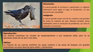 Alimentación:
El cuervo grande es omnívoro y oportunista: su régimen
alimentario varía según el lugar, la temporada y lo que
encuentra por casualidad.
Inteligencia:
El cuervo grande posee uno de los cerebros más grandes
de todas las especies de aves. Muestra también varias
habilidades como la resolución de problemas, así como la
imitación y la intuición.
Reproducción:
Los jóvenes comienzan los rituales de emparejamiento a una temprana edad, pero no se
aparearán antes de los dos o tres años.
Hábitat:
La mayoría de los cuervos prefieren las zonas costeras o las zonas de bosques con grandes
extensiones cercanas abiertas para anidar y alimentarse.
 