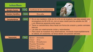 Lechuza Blanca
Nombre Común
Nombre Científico
Características
Lechuza de los campanarios
Tyto alba
 Es un ave mediana, mide de 33 a 35 cm de longitud y sus alas poseen una
envergadura de 80 a 95 cm, con un peso medio para los adultos de 350 g,
y sin diferencia aparente entre sexos.
 Tiene un característico disco facial con forma de corazón y partes ventrales
blancas
 Las alas son relativamente cortas y redondeadas
 Para cazar se muestran muy observadoras, moviendo imperceptiblemente
la cabeza, en ocasiones, se lanza desde una posición elevada.
Taxonomía Reino: Animalia
Clase: Aves
Orden: Strigiformes
Familia:Tytonidae
Género: Tyto
Especie: Tyto alba
 