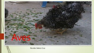 Aves
Nicolás Valero Cruz
 