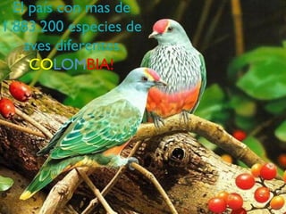 El país con mas de
1.883.200 especies de
    aves diferentes
     COLOMBIA!
 
