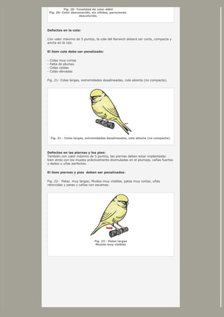 Fig. 20- Tonalidad de color débil
Fig. 20- Color desvanecido, sin nitidez, pareciendo
descolorido.
Defectos en la cola:
Con valor máximo de 5 puntos, la cola del Norwich deberá ser corta, compacta y
ancha en la raíz.
El ítem cola debe ser penalizado:
- Colas muy cortas
- Falta de plumas
- Colas caídas
- Colas elevadas
Fig. 21- Colas largas, extremidades desalineadas, cola abierta (no compacta).
Fig. 21 - Colas largas, extremidades desalineadas, cola abierta (no compacta).
Defectos en las piernas y los pies:
También con valor máximo de 5 puntos, las piernas deben estar implantadas
bien atrás con los muslos prácticamente disimuladas en el plumaje, cañas fuertes
y dedos y uñas perfectos.
El ítem piernas y pies deben ser penalizados:
Fig. 22- Patas muy largas; Muslos muy visibles, patas muy cortas, uñas
retorcidas y patas y cañas con escamas.
Fig. 22 - Patas largas
Muslos muy visibles
 