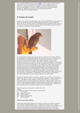 En mi opinión debemos, tanto en los Lizards, como en otras razas, intentar
seleccionar aves con temperamento tranquilo, que se adapten bien a las
diferentes situaciones que les son exigidas. Es curioso pues este factor es
muchas veces genético. Aves que vuelan por todo y por nada pareciendo
salvajes no dejándose juzgar van a traer algunas desilusiones.
Manuel João Múrias copyright 2005 ©
A Criação do Lizard
O Lizard é um canário de fácil criação, bom índice de fertilidade, não necessita de
amas, os machos em geral não dão problemas ajudando na manutenção da
prole. Por ser um canário robusto a incubação dos ovos geralmente não passa os
13 dias e os filhotes geralmente saem do ninho ao 18º dia de vida tornando-se
em cerca de uma semana auto-suficientes.
No entanto há pormenores da raça que não se podem deixar de falar. Aquando
da preparação dos reprodutores deve-se ter em conta que, por o Lizard ser uma
ave muito activa, rapidamente está em condições de procriar, não se deve
administrar vitamina E sintetizada, salvo raras excepções. Insisto neste
pormenor pois pode levar o casal a não acabar o ciclo de gestação e crescimento
normal da prole para recomeçar outro ciclo, perdendo-se a postura ou a ninhada.
Substitui-se a vitamina E sintetizada e com efeitos mais fortes, pela vitamina E
que encontramos nas sementes germinadas. Podem encontrar-se sementes
próprias para germinar nas lojas da especialidade. As sementes germinadas
acompanharão todo o período reprodutivo e ainda toda a muda da pena. Em
termos de alimentação sigo a planificação descrita em Alimentação. Muitos
canaricultores misturam as sementes germinadas à papa de criação, eu não faço
isso, deixo que a preferência e necessidade das aves regule as quantidades,
separando sementes secas, germinado, papa de cria e pão ralado.
Quando um pequeno Lizard sai do ninho, geralmente ao 18º dia, coloco logo a
grade entre ele e os pais, ou a mãe, para evitar a picagem. Coloco o poleiro, dos
pais e o dos filhotes, mais chegado à grade, cerca de 3 cm. O ninho, com os
restantes irmãos, fica no lado oposto ao dos pais no chão da gaiola, onde está o
irmão precoce, eles serão sempre alimentados pelos progenitores chegando-se à
grade. É importante levar sempre o ninho, mesmo que eles saiam enquanto se
dá a mudança, pois em princípio voltarão lá, é a sua segurança.
Passo a descrever normas para a criação do Lizard:
Calotas:
As calotas ou coroas tem as seguintes abreviaturas:
SC- Sem Calota
QSC- Quase sem calota
CPT- Calota partida
CQP- Calota quase perfeita
CP- Calota perfeita
Técnica para obter calotas:
Todas estas calotas são válidas nos concursos, devendo-se cumprir a regra de
nunca acasalar calotas perfeitas, pois o resultado será filhos com a calota a
descer abaixo da linha horizontal que medeia o olho, sendo um grave defeito. No
entanto pode acasalar-se uma calota grande demais com SC ou com QSC
evitando o nascimento de filhos com o defeito de grande calota, o que não é
 