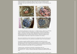 intento de eliminar el anillo tiren algún pichón del nido o le lesionen la pata.
Luego de probar en una segunda nidada a dejar los anillos al descubierto y
comprobar que esta hembra ignoraba ese cuerpo extraño, no tuve necesidad del
camuflaje.
Pichones de 2 días Pichones de 4 días
Pichones de 8 días Pichones de 14 días
Los pichones abandonan el nido a los 15 - 16 días de vida, y este es un momento
crítico si se está criando en monogamia con ambos miembros de la pareja
juntos, y más aún si la jaula no tiene rejilla divisoria, ya que el macho puede
atacar a los pichones. Por este motivo retiraba el macho de la jaula de cría
inmediatamente que los pichones salían del nido o luego de la postura de la
hembra dejando a ésta sola a cargo de la incubación y la crianza.
Otra cosa importante en este momento es la retirada del nido para evitar que la
hembra arranque plumas a los pichones al pretender iniciar una nueva postura.
El manejo se puede simplificar bastante si usamos una jaula de cría con
separador de rejilla porque pasamos los pichones al otro compartimiento luego
que abandonan el nido y éstos serán alimentados por sus padres a través de los
barrotes, mientras que la pareja queda en el compartimiento donde se encuentra
el nido arrancando en pocos días con una segunda postura.
A pesar de que los pichones comienzan a alimentarse solos con
aproximadamente 20 días, siguen siendo embuchados por sus padres hasta
cumplidos los 35 - 40 días, momento adecuado de separarlos definitivamente de
ellos.
En las siguientes nidadas sustituí el aporte de alimento vivo por un pastón casero
 