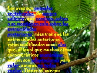 Las aves son animales
vertebrados, de sangre
caliente, que caminan, saltan
o se mantienen solo sobre las
extremidades
posteriores, mientras que las
extremidades anteriores
están modificadas como alas
que, al igual que muchas otras
características anatómicas
únicas, son adaptaciones para
volar, aunque no todas
vuelan. Tienen el cuerpo
 