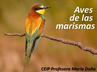 Aves
de las
marismas
CEIP Profesora María Doña
 