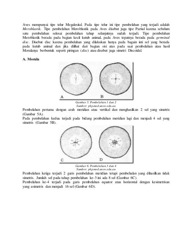 12++ Gambar Embrio Katak - Gambar Tulisan