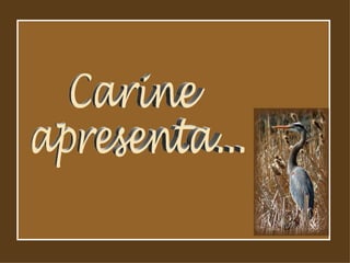 Carine apresenta... 