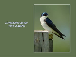 (O momento de ser feliz, é agora) 