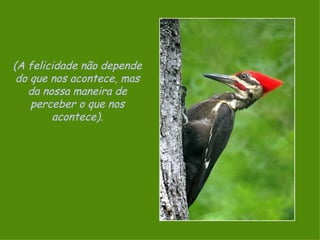 (A felicidade não depende do que nos acontece, mas da nossa maneira de perceber o que nos acontece). 