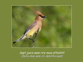 Sept jours sans rire nous affaiblit! (Sete dias sem rir debilita-nos!) 