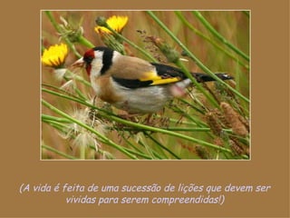 (A vida é feita de uma sucessão de lições que devem ser vividas para serem compreendidas!) 