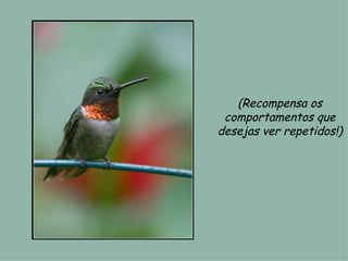 (Recompensa os comportamentos que desejas ver repetidos!) 