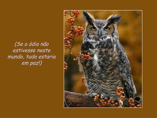 (Se o ódio não estivesse neste mundo, tudo estaria em paz!) 